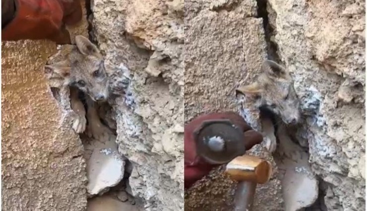 Hakkari'de taşların arasına sıkışan tilkinin imdadına orman işçileri yetişti
