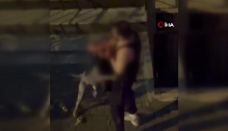 Bahçelievler’de pitbull cinsi köpek sahibine saldırdı: Dehşet anları kamerada