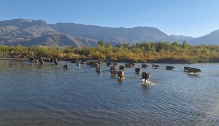 Nehrin debisi düştü, büyükbaşlar kolaylıkla karşıya geçti