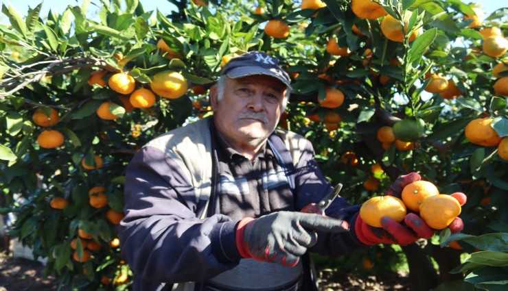 Seferihisar'ın Satsuma mandalinası dönemi başladı
