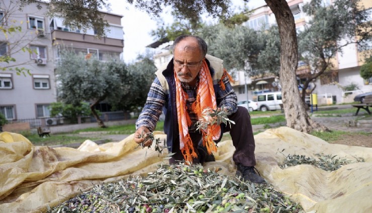 Buca’da dayanışma için hasat zamanı