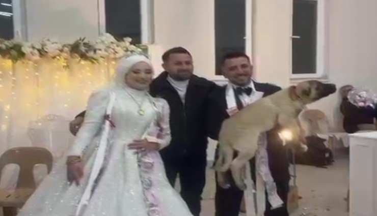 Denizli'de damadın arkadaşından ilginç takı: Çoban köpeği taktı