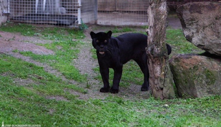 Jüliet ve Yumuk da artık İzmirli oldu