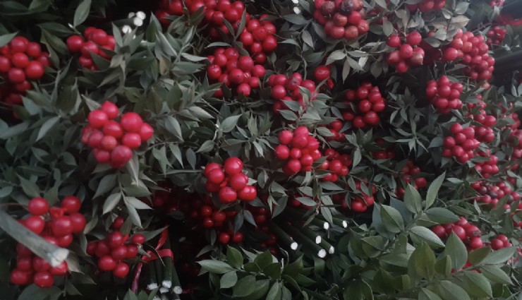 Kokina satışını boya iddiası vurdu