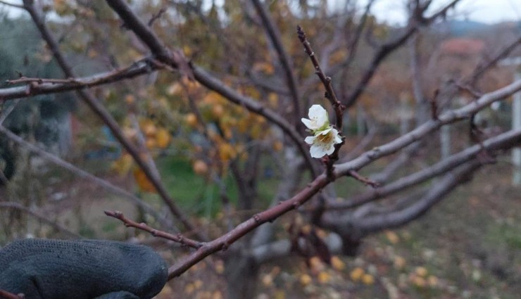 Zemheri soğuklarına rağmen çiçek açtı: Manisa’da erik ağacı şaşırttı