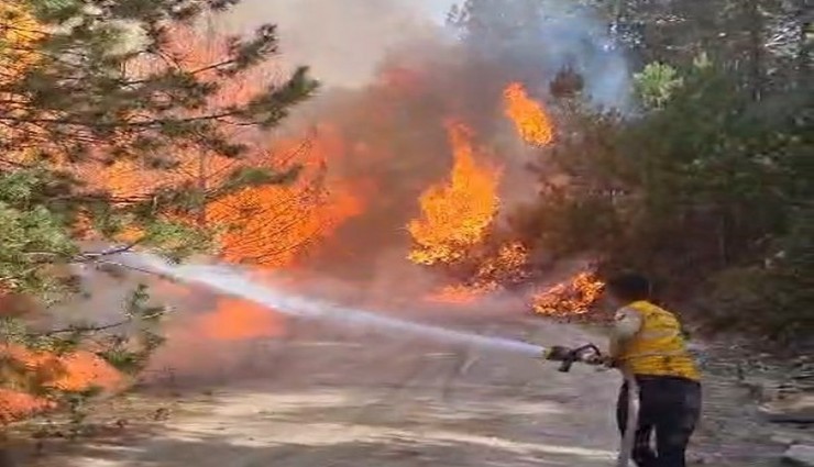 Aydın’da korkutan orman yangını kontrol altına alındı