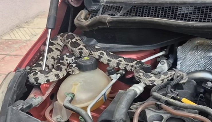 Manisa'da aracın kaputundan bir metrelik engerek yılanı çıktı
