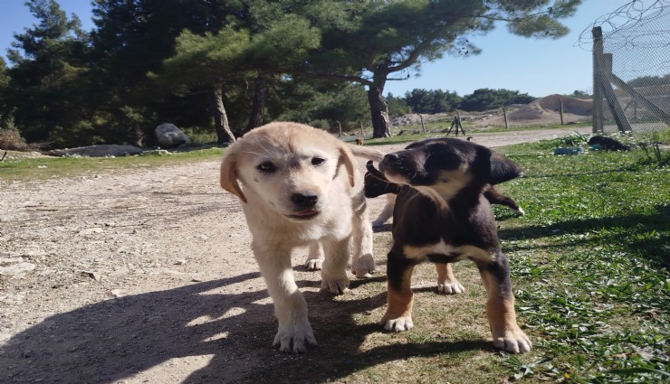 Ölüme terkedilen köpeklere Belediye sahip çıkmadı