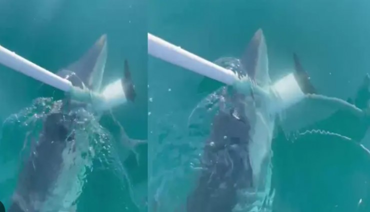 Antalya'da yavru köpek balığı korku saçtı: Teknenin çapasına saldırdı