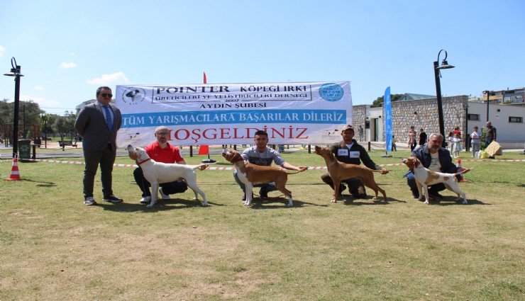 Aydın’da köpekler podyumda