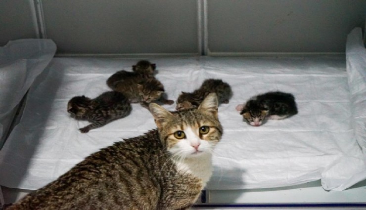 Doğum sancısı tutan kedi veterinere geldi