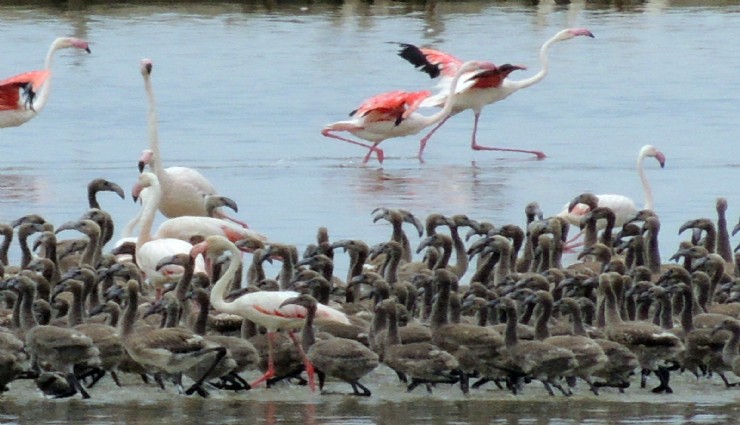 Flamingoların büyüleyici dünyası Bornova’da