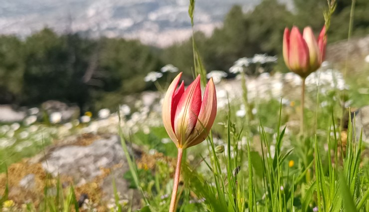 Spil'deki doğa harikası: Senede 10 gün açıyor, koparmanın cezası 557 bin 212 lira