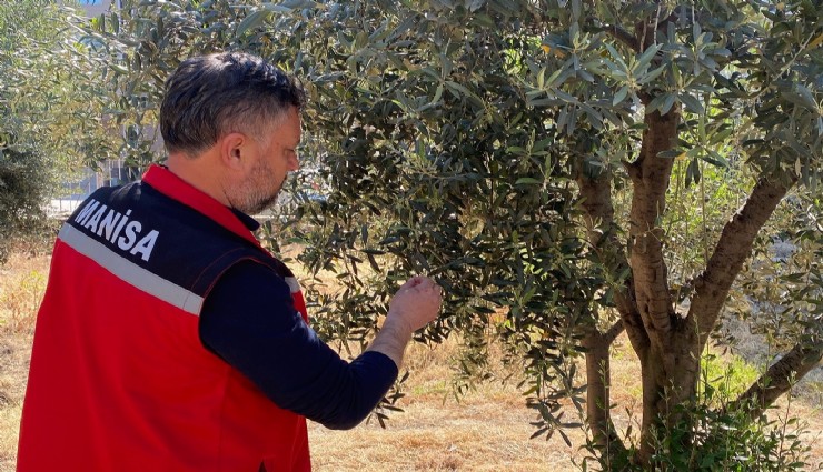 Zeytin üreticilerine 'Pamuklu bit' uyarısı