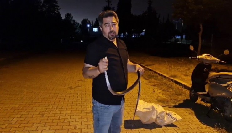 Çamaşır makinesinden çıkardığı yılana nasihat etti