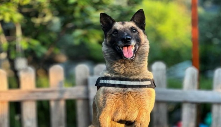 Elazığ ve İzmir depremlerinde görev alan arama kurtarma köpeği 