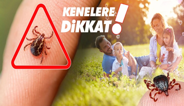 Havalar ısındı, kene kabusu yine başladı