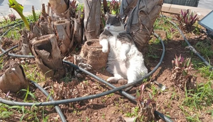 Muğla'da gülümseten kareler: İşçiler çalışırken keyfini bozmadan izleyen kedi yürek ısıttı