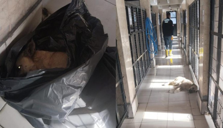 Osmangazi'de hayvan katliamı: Çöp poşetlerinin içinde ölü köpekler bulundu