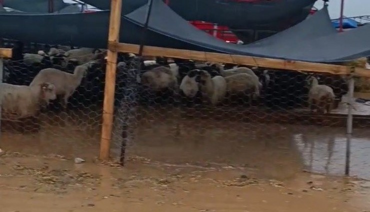 Torbalı'da yağışın ardından kurban pazarını su bastı
