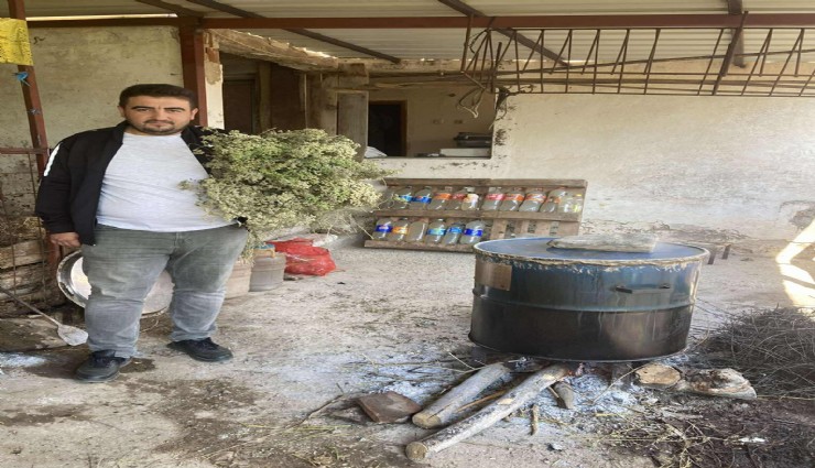 Aydın'da kekikler şifa için kaynatılmaya başlandı