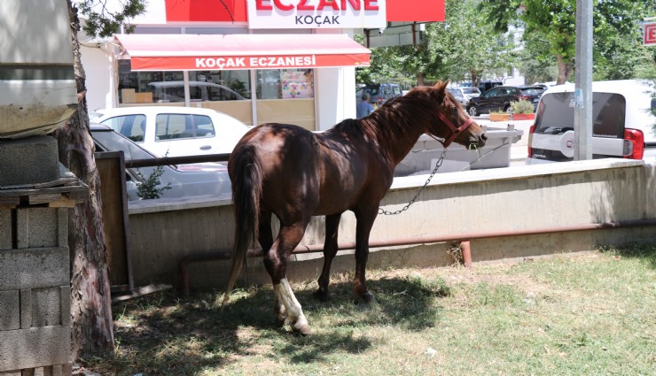 Denizli’de zincirini kıran at ortalığı birbirine kattı