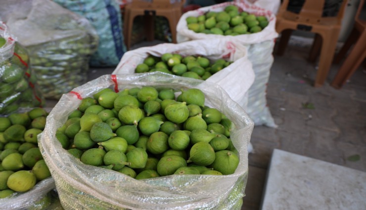 İncirler olmaya başladı
