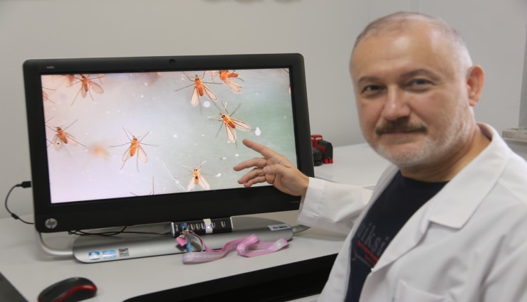 Sıcaklarla gelen sessiz tehlike: Yakarca sinekleri ölümcül hastalık taşıyor