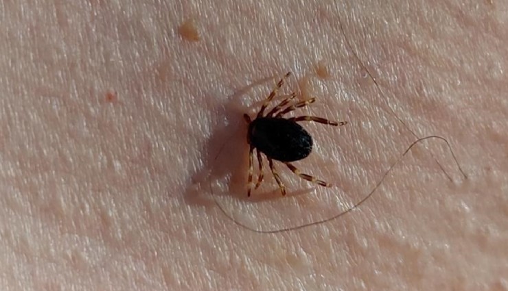 Uzmanlardan ’kene’ uyarısı: 