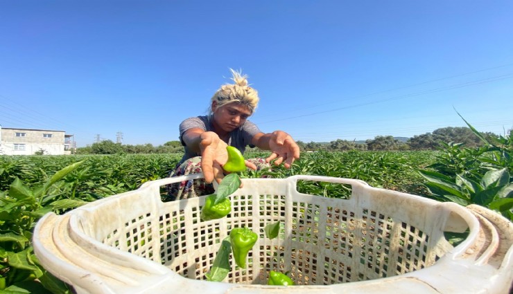 Coğrafi işaretli Arslanlar biberinde hasat dönemi başladı