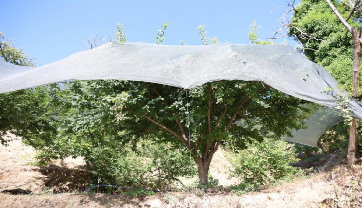 Ege’de meyve kıtlığı: Yayla erikleri filelerle koruma altında