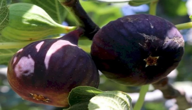 İncirde hasat ve ihracat tarihi belli oldu
