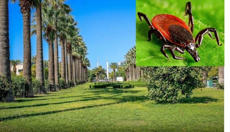 İzmir’de Kültürpark Fuar Alanı ve İnciraltı Kent Ormanı’nda kene tehlikesi