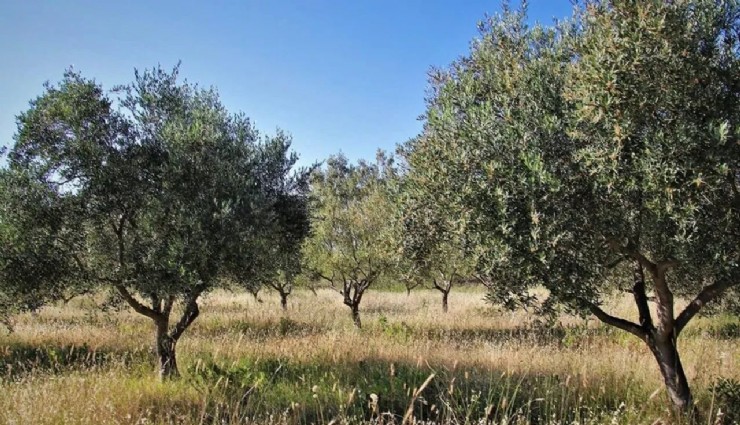 İzmir Yaşam Alanları'ndan yasaya sert tepki: 