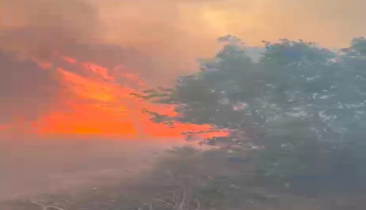 Manisa'da orman yangınları