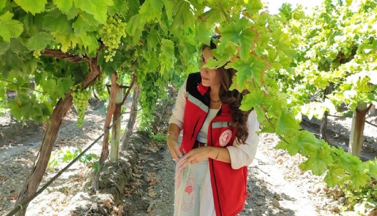 Manisa’da üzüm hasadı ve ihracatı başlıyor:' Superior Seedless' üzüm çeşidi için tarih belirlendi