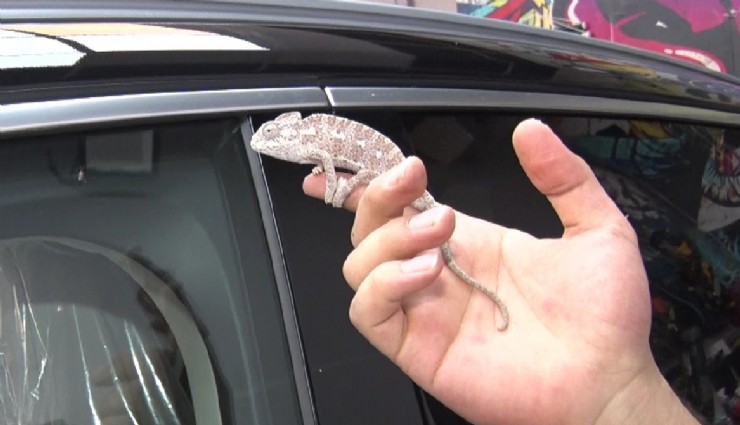 Orman yangınlarında yaralı bulunan 'Renkli'ye sosyal medyada büyük ilgi