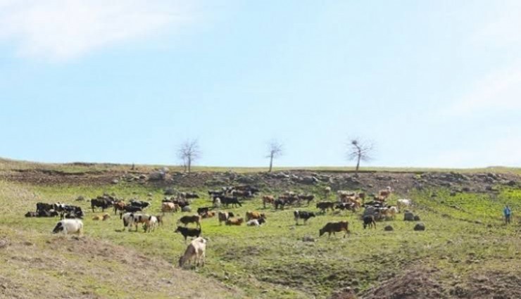 Seferihisar'da mera alanları yandı: Hayvanlar için seferberlik başlatıldı
