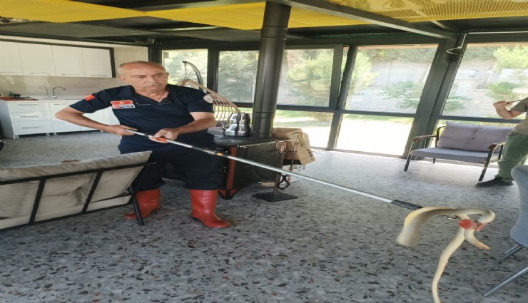 Sıcaklıklar 35 dereceyi aştı: Afyonkarahisar'da yılan paniği
