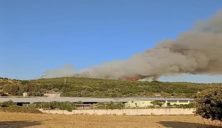 Urla’da ormanlık alanda yangın