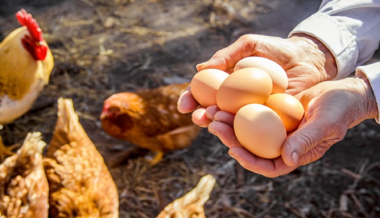 Yumurta İhracatında %60 Düşüşe Neden Olan Kesinti Kaldırıldı
