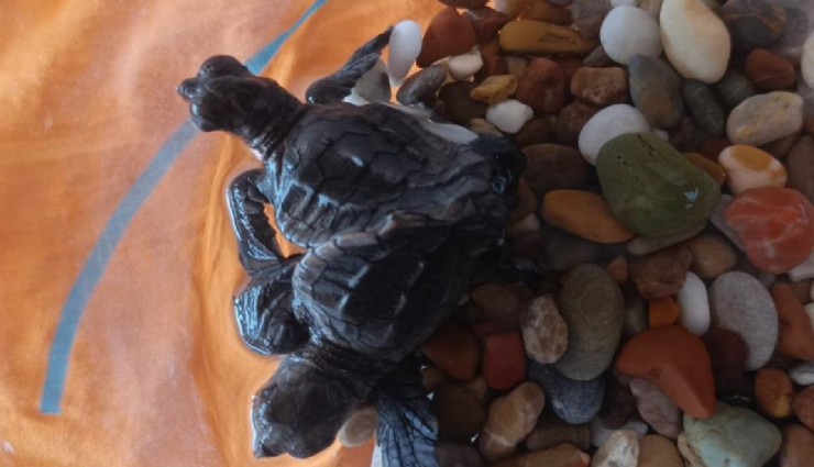 Antalya'da siyam ikizi caretta caretta bulundu