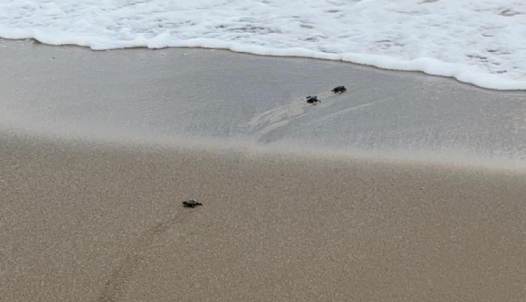Antalya’da yavru caretta carettaların denizle buluşması için nöbet tutuluyor