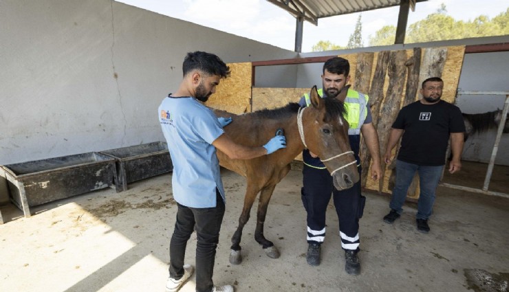 Atları aç susuz ölüme terk ettiler: Pako’da artık güvendeler