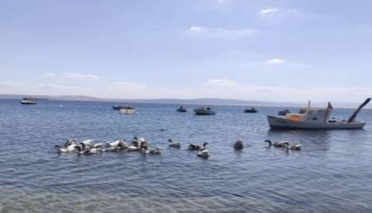 CİMER'e şikayet edilince kümese hapsedilmişlerdi: O kazlar denize kavuştu