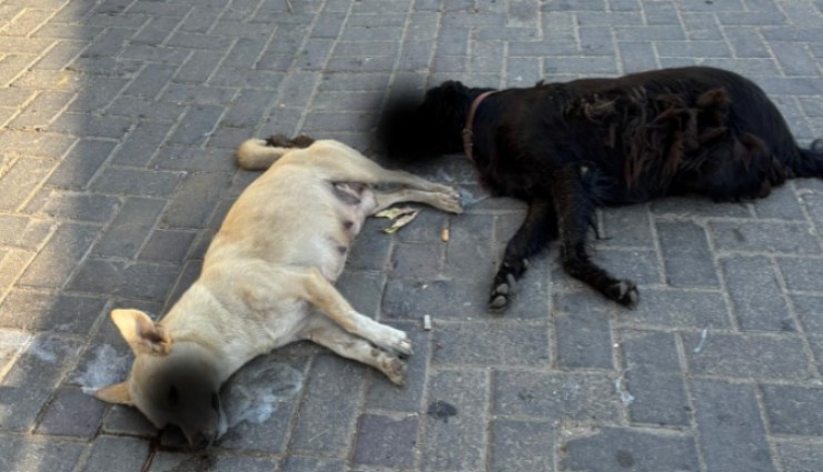 İzmir’de sokak hayvanları katliamı: Selçuk’ta en az 15 köpek zehirlenerek öldürüldü
