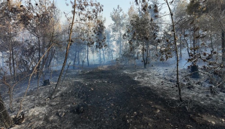 Manisa'da orman yangını: 5 hektarlık alan zarar gördü