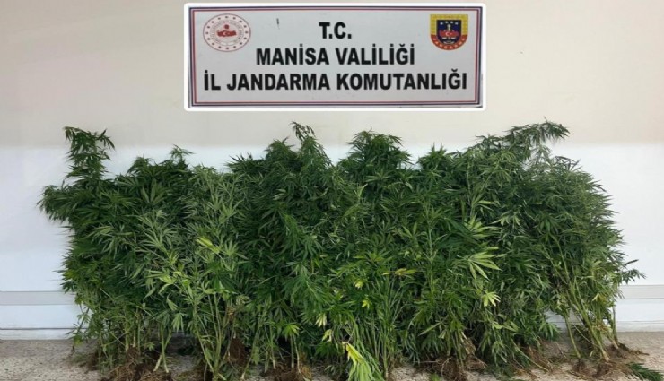 Manisa’da uyuşturucu operasyonu: 167 kök hint keneviri ele geçirildi