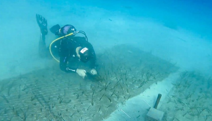 Mavi Nefes Projesi, Göcek'te 2 bin yaşında Deniz Çayırını keşfetti