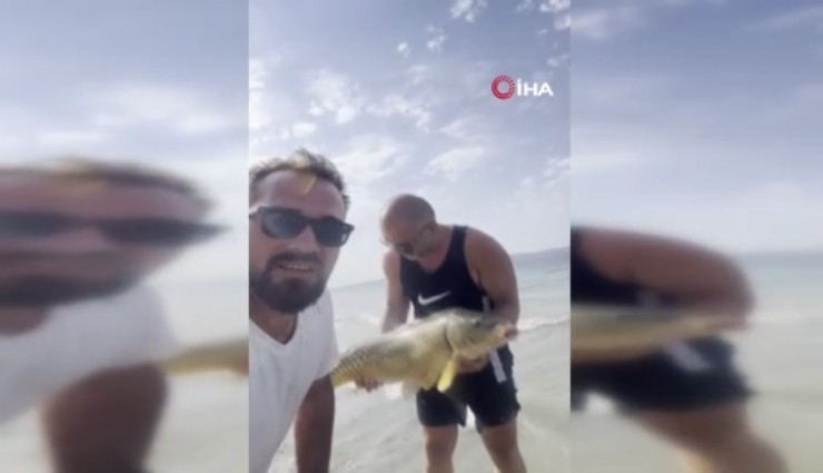 Sapanca Gölü'nde 13 kilo sazan yakaladı: Öpüp suya geri saldı